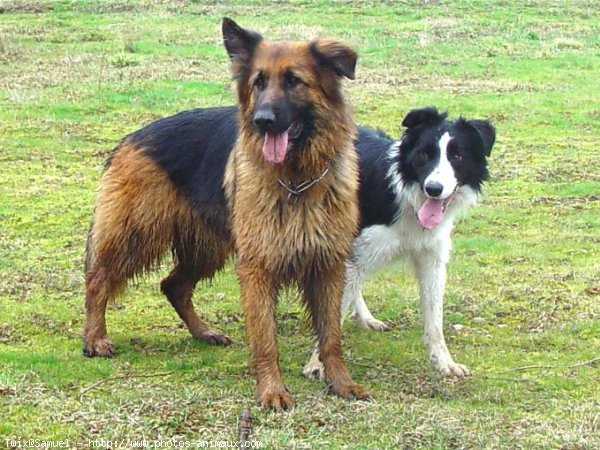 Photo de Border collie