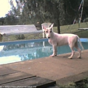 Photo de Bull terrier miniature