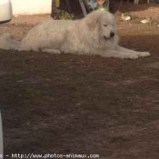 Photo de Chien de montagne des pyrnes