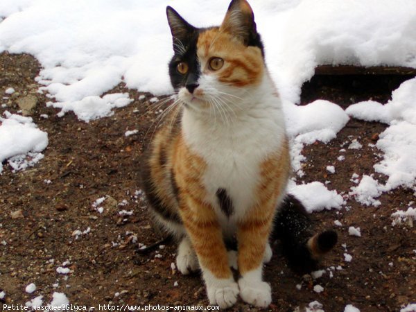 Photo de Chat domestique