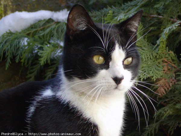 Photo de Chat domestique