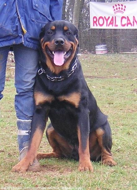 Photo de Rottweiler