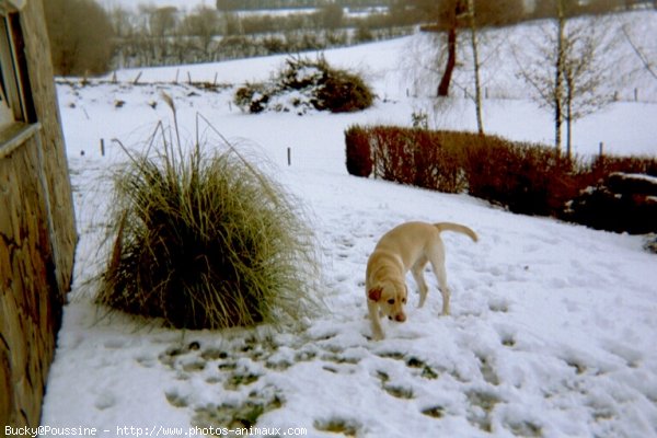 Photo de Labrador retriever