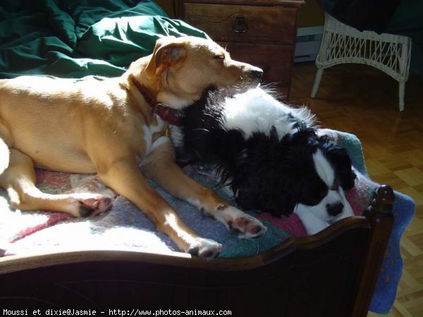 Photo de Cavalier king charles spaniel