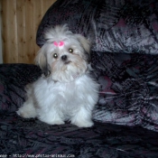 Photo de Shih tzu