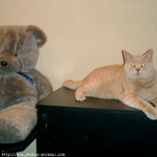 Photo de British shorthair