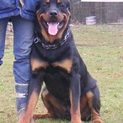 Photo de Rottweiler