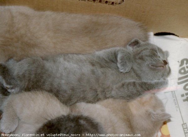 Photo de British shorthair