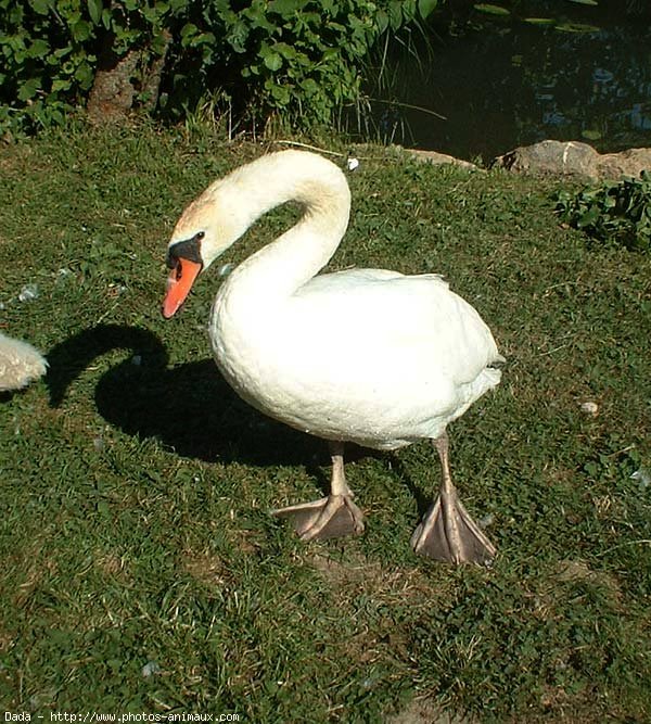 Photo de Cygne