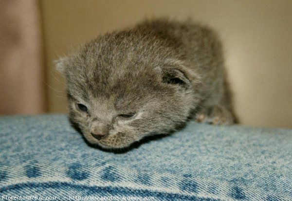 Photo de British shorthair