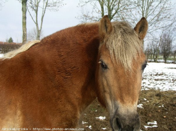 Photo de Haflinger