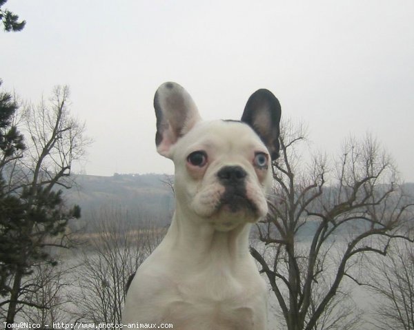 Photo de Bouledogue franais