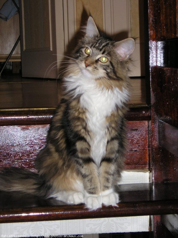 Photo de Maine coon