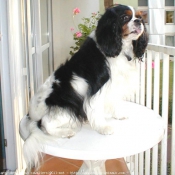 Photo de Cavalier king charles spaniel