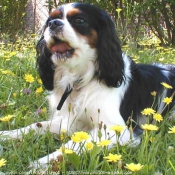 Photo de Cavalier king charles spaniel