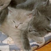 Photo de British shorthair