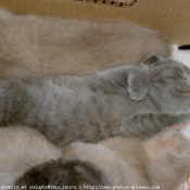 Photo de British shorthair