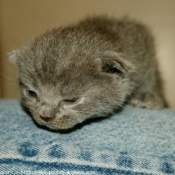 Photo de British shorthair