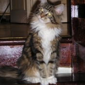 Photo de Maine coon