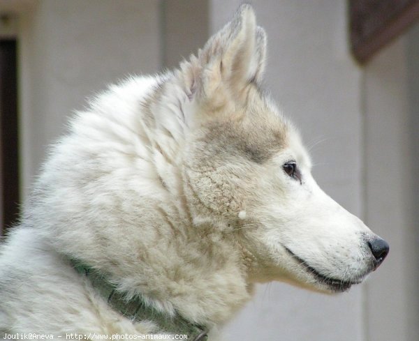 Photo de Husky siberien