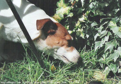 Photo de Jack russell terrier