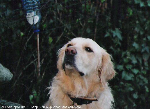 Photo de Golden retriever