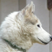 Photo de Husky siberien