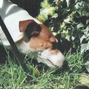 Photo de Jack russell terrier