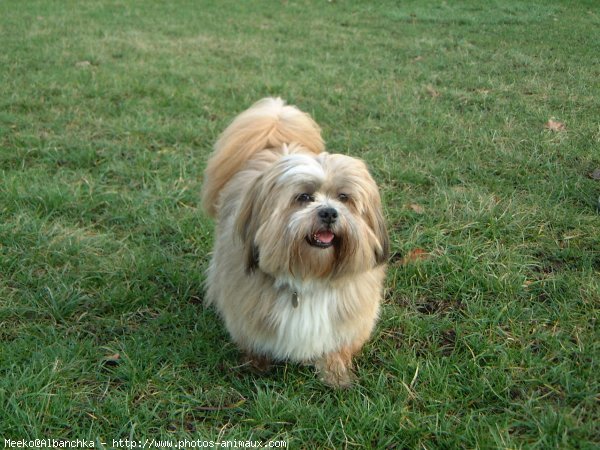 Photo de Lhassa apso