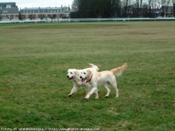 Photo de Golden retriever