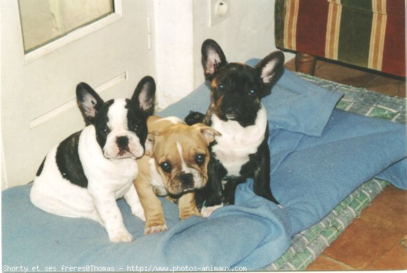 Photo de Bouledogue franais