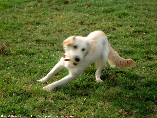 Photo de Golden retriever