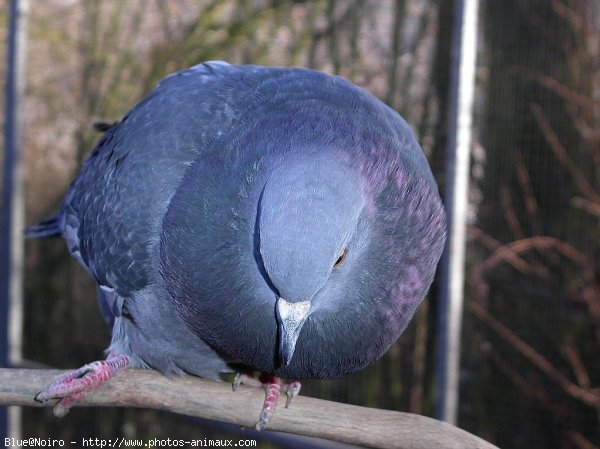 Photo de Pigeon