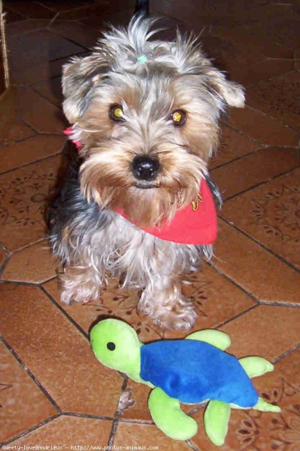 Photo de Yorkshire terrier