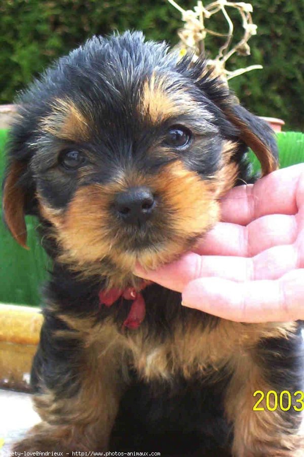 Photo de Yorkshire terrier