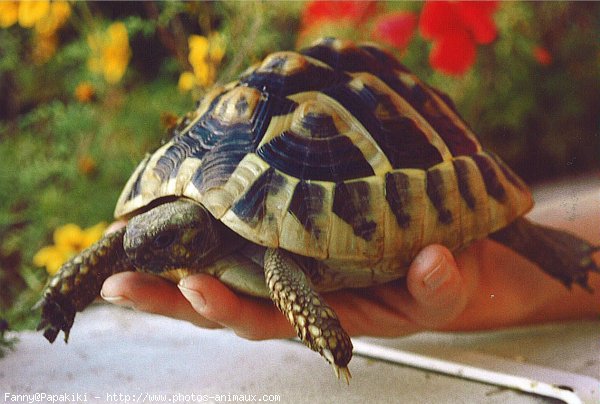 Photo de Tortue