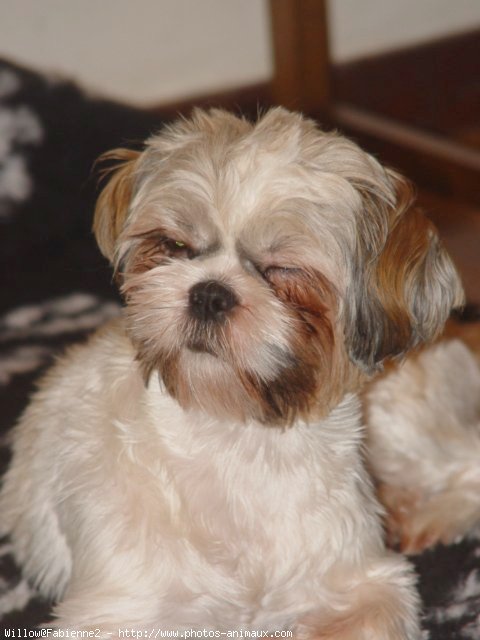 Photo de Shih tzu