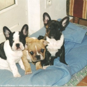 Photo de Bouledogue franais