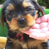 Photo de Yorkshire terrier