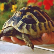 Photo de Tortue