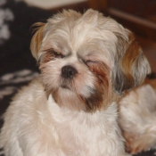 Photo de Shih tzu