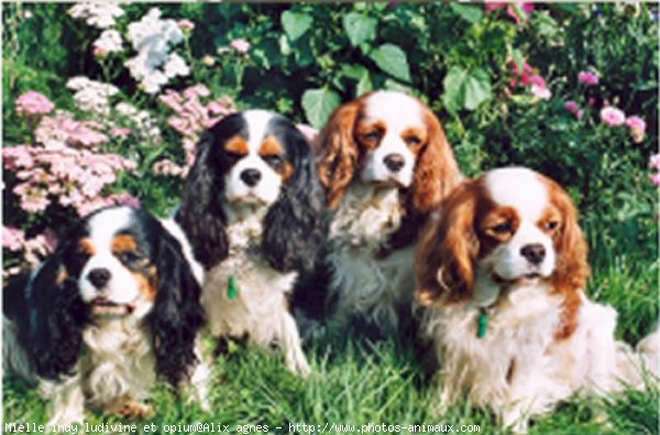 Photo de Cavalier king charles spaniel