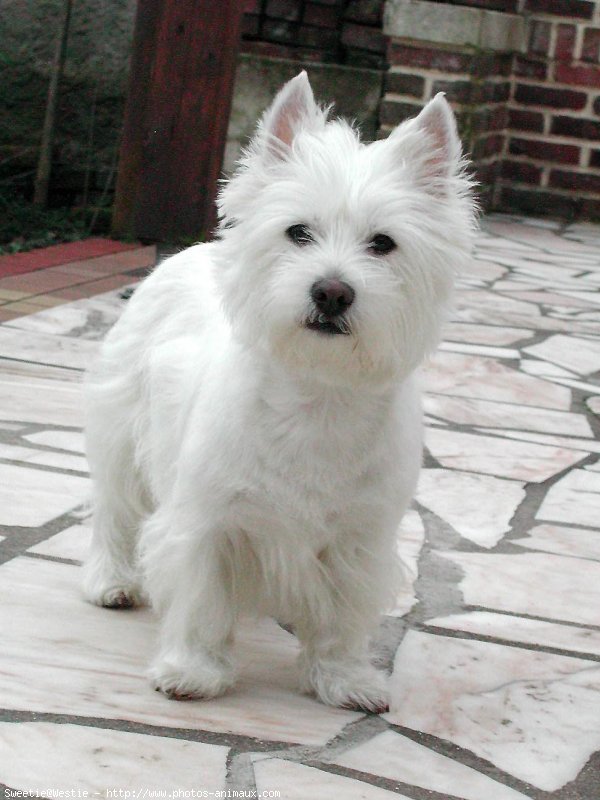 Photo de West highland white terrier