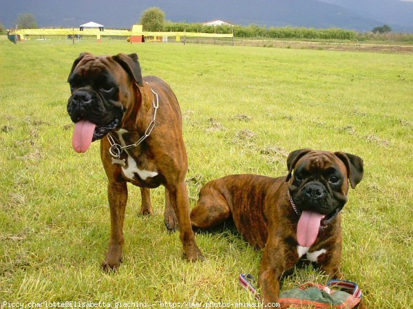 Photo de Boxer