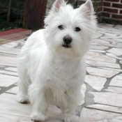 Photo de West highland white terrier