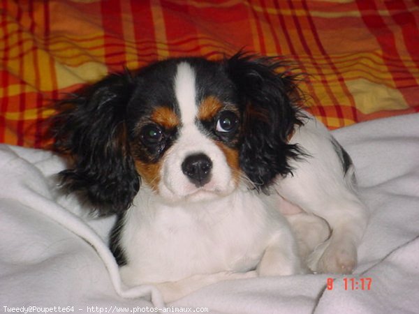 Photo de Cavalier king charles spaniel