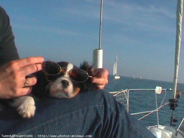 Photo de Cavalier king charles spaniel