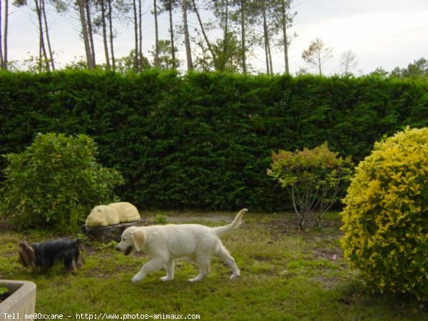 Photo de Golden retriever