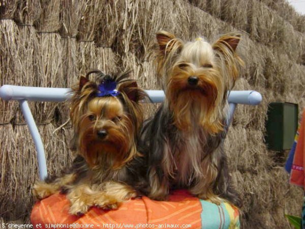 Photo de Yorkshire terrier