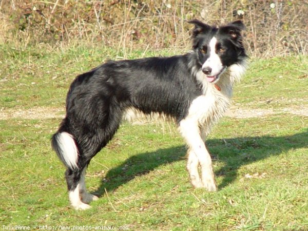 Photo de Border collie